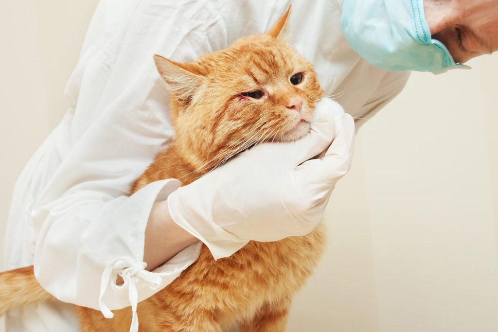 Cat at an emergency vet in Decatur, AL