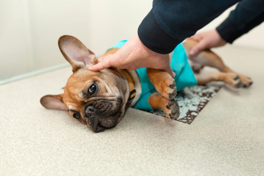 Dog getting a veterinary x-ray in Decatur, AL