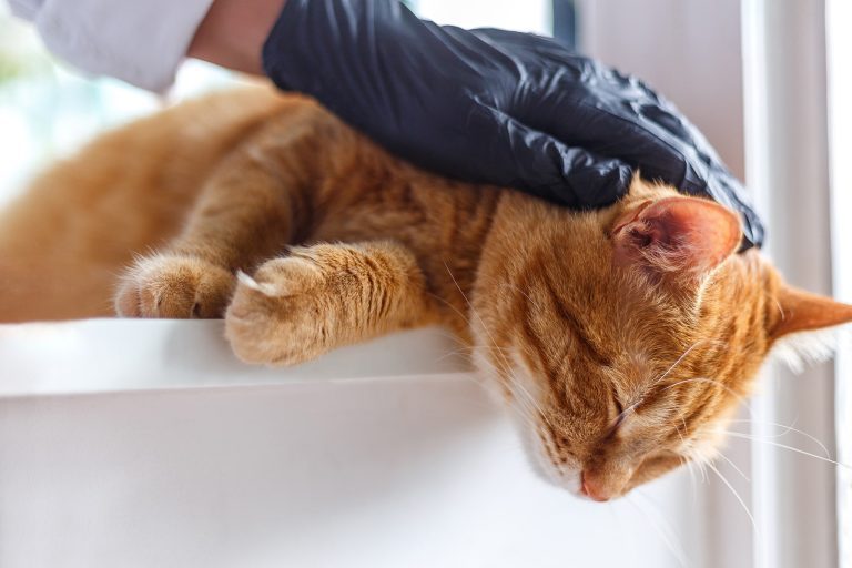 Cat at an urgent vet appointment in Decatur, AL