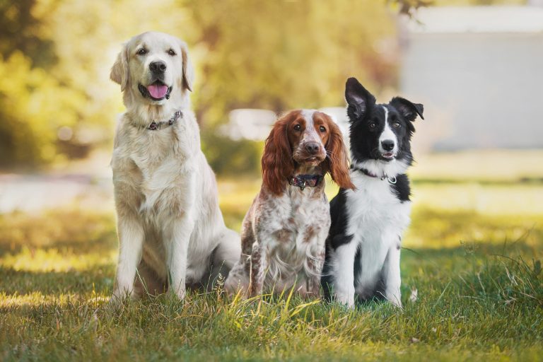 happy dogs after receiving first aid with helpful information from Summit Veterinary Urgent Care in Decatur AL