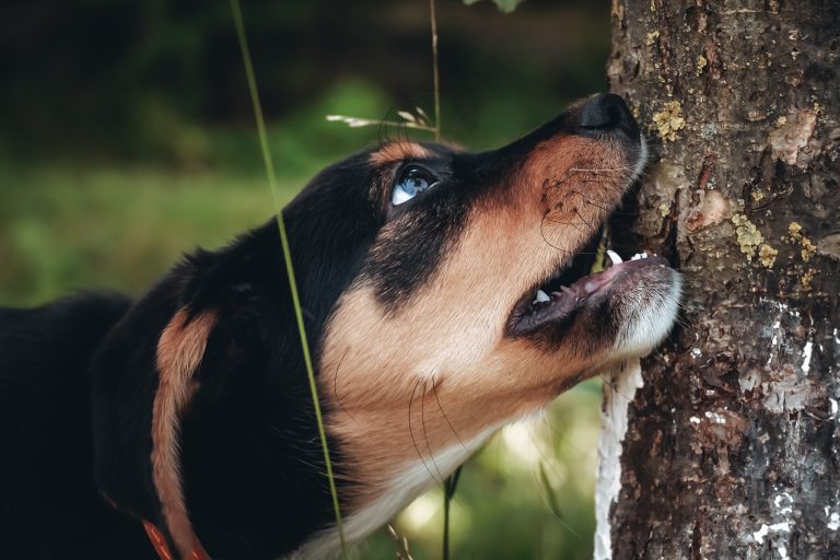 Pet poison vet in Decatur, AL