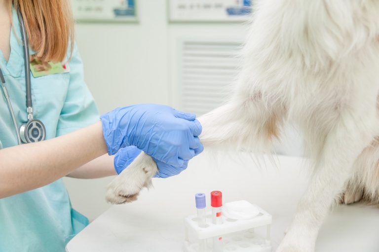 Pet blood test in Decatur, AL