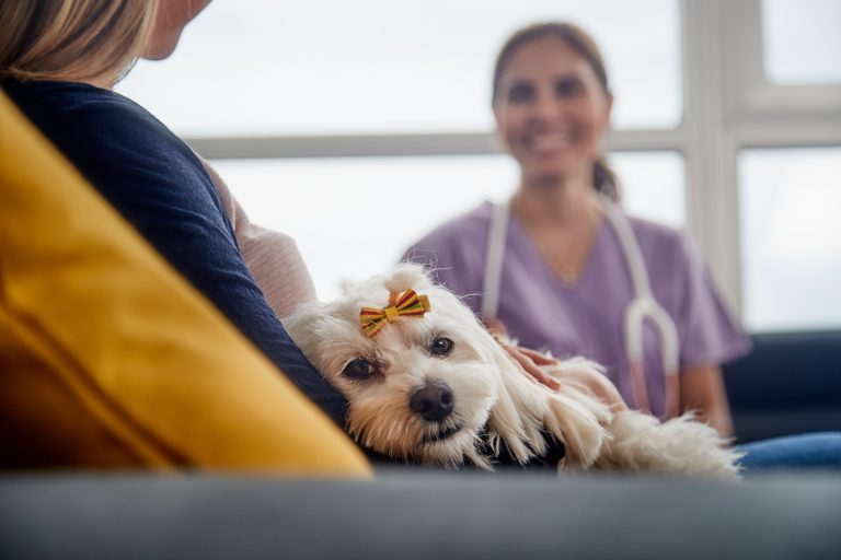 Pet seziure vet in Decatur, AL