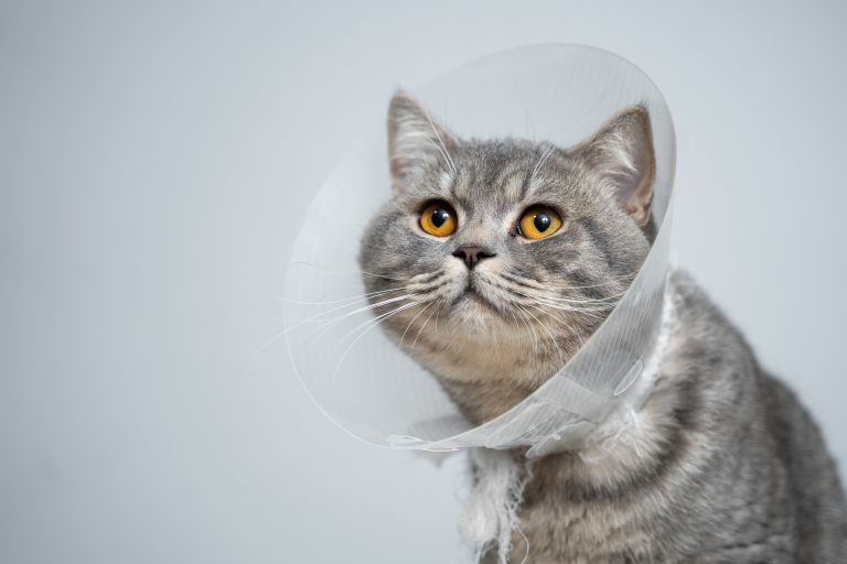 Cat vet wound repair in Decatur, AL