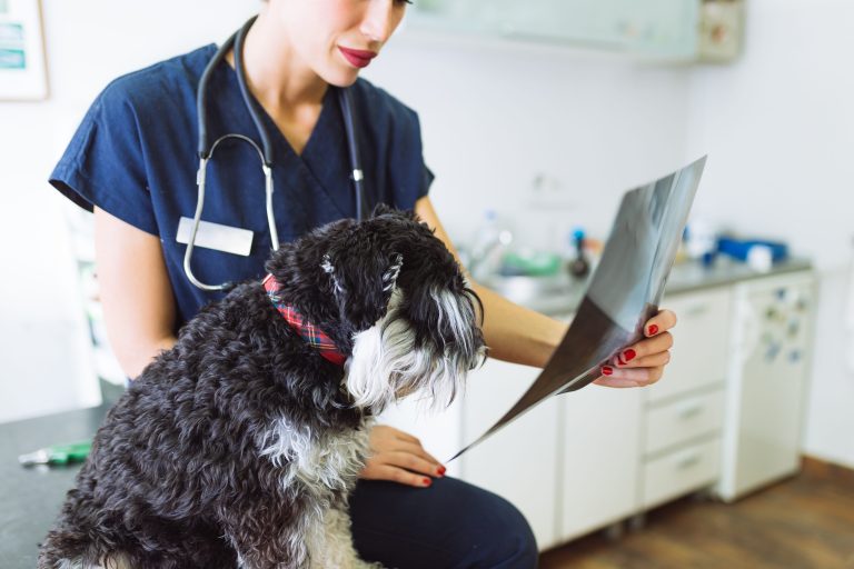Pet X-rays in Decatur, AL