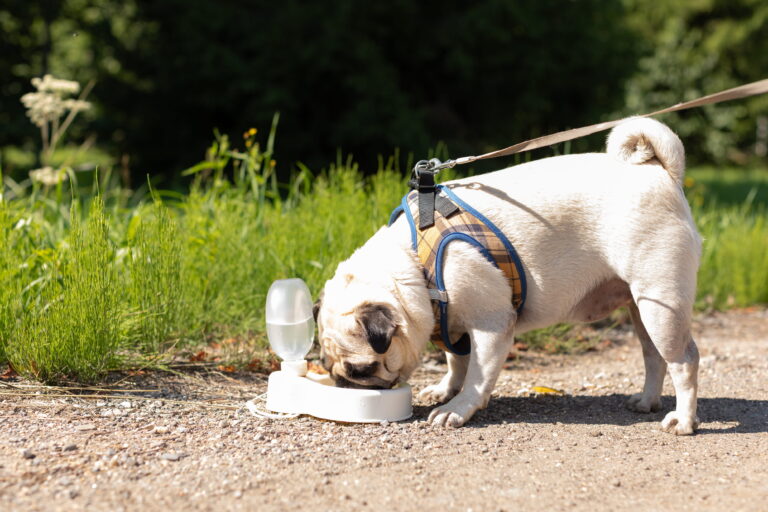 Pet heatstroke vet in Alabama